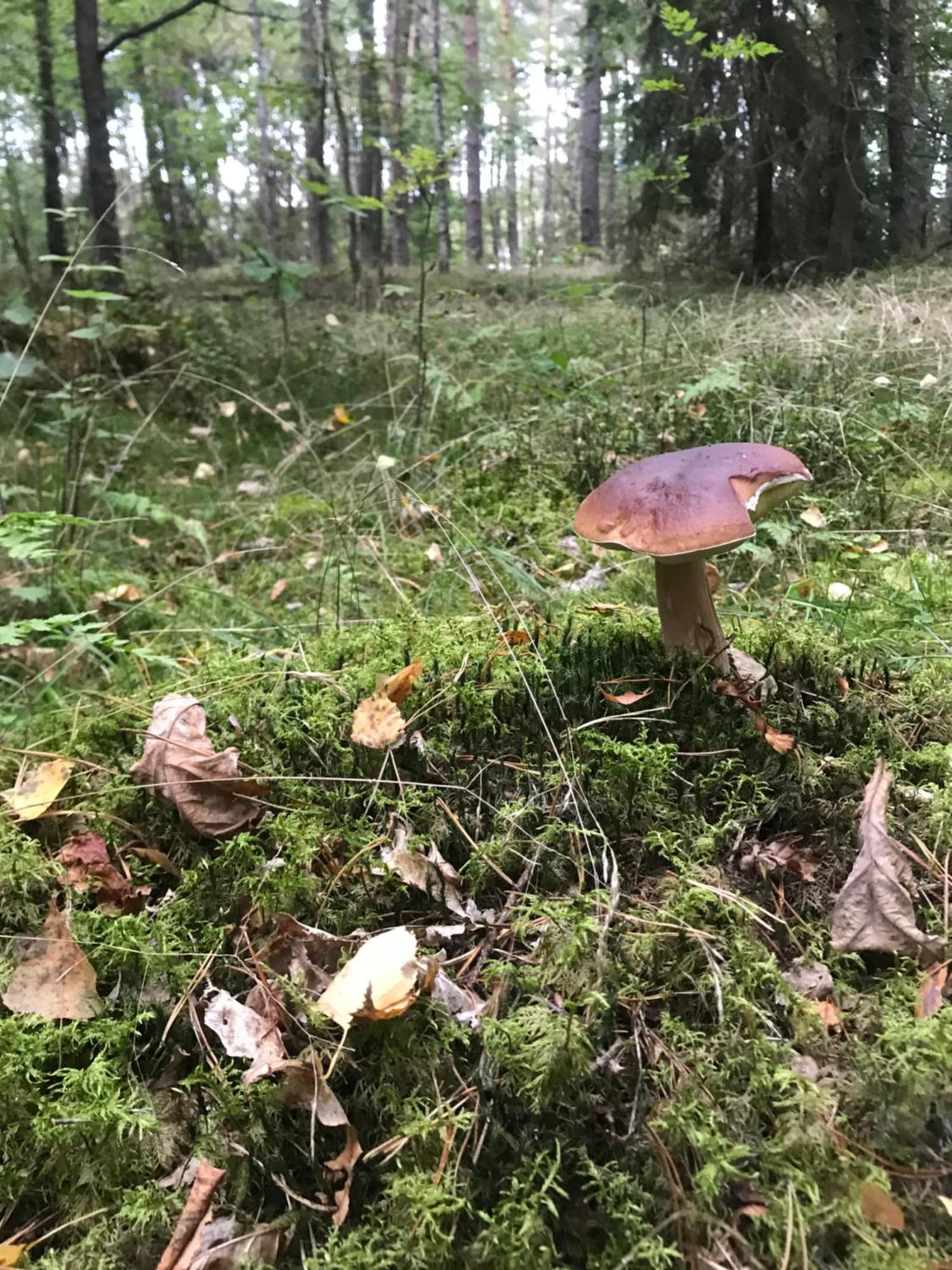 Gapkowo Villa Stare Kiejkuty Buitenkant foto
